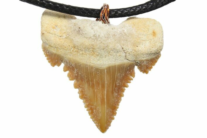 Serrated, Fossil Paleocarcharodon Shark Tooth Necklace #273589